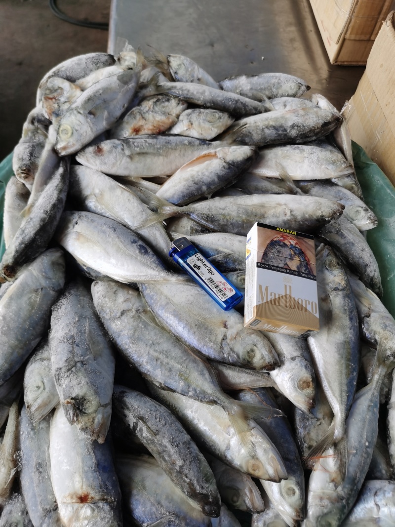 巴浪鱼饵料大眼巴浪一手货源整柜出货厦门港现货直供