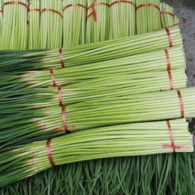 山东蒜薹大量供货商超社区团购全国各大市场大量接单