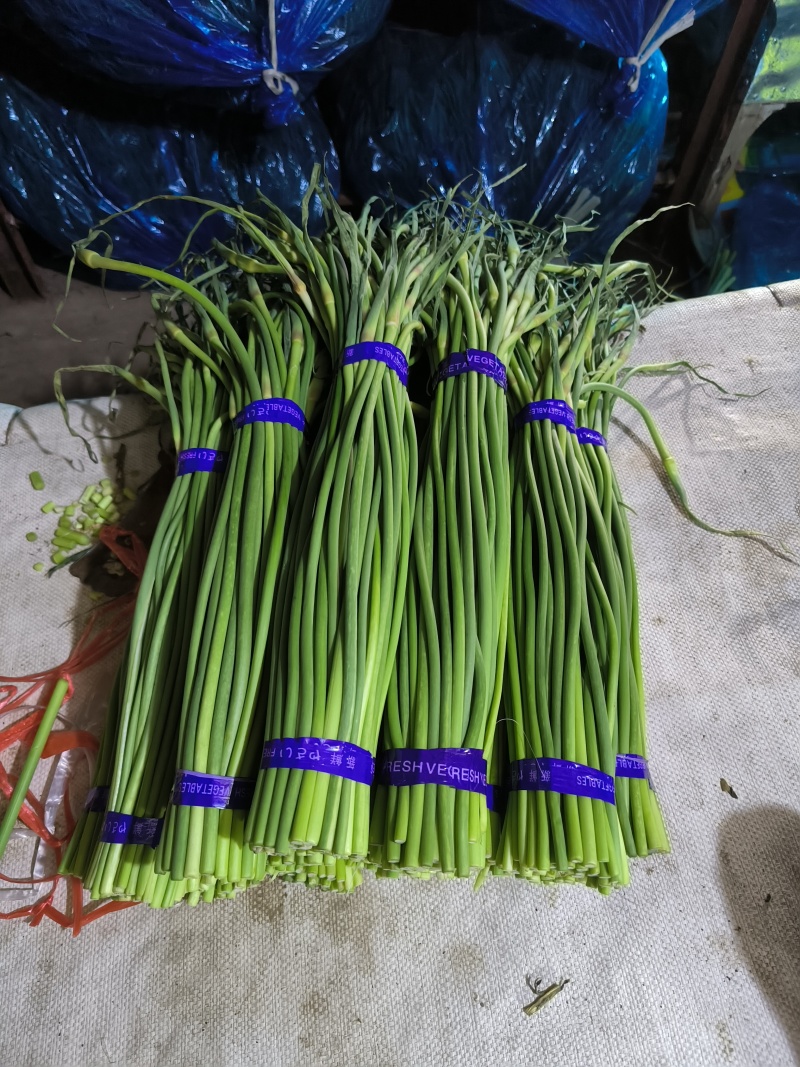 山东蒜薹大量供货商超社区团购全国各大市场大量接单