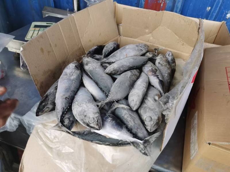 炮弹鱼饵料一手货源整柜出货厦门港现货直供