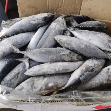 炮弹鱼饵料一手货源整柜出货厦门港现货直供