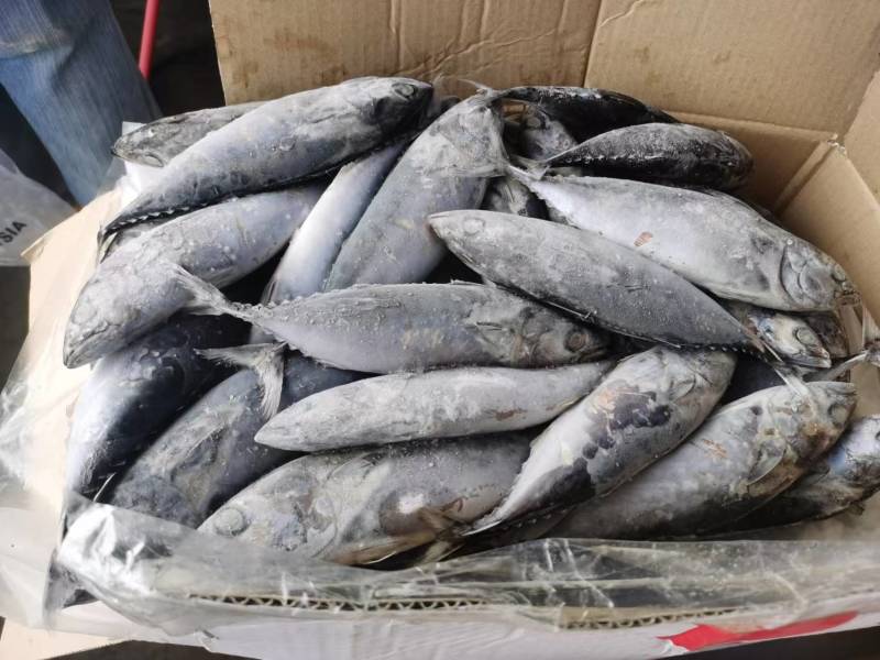 炮弹鱼饵料一手货源整柜出货厦门港现货直供