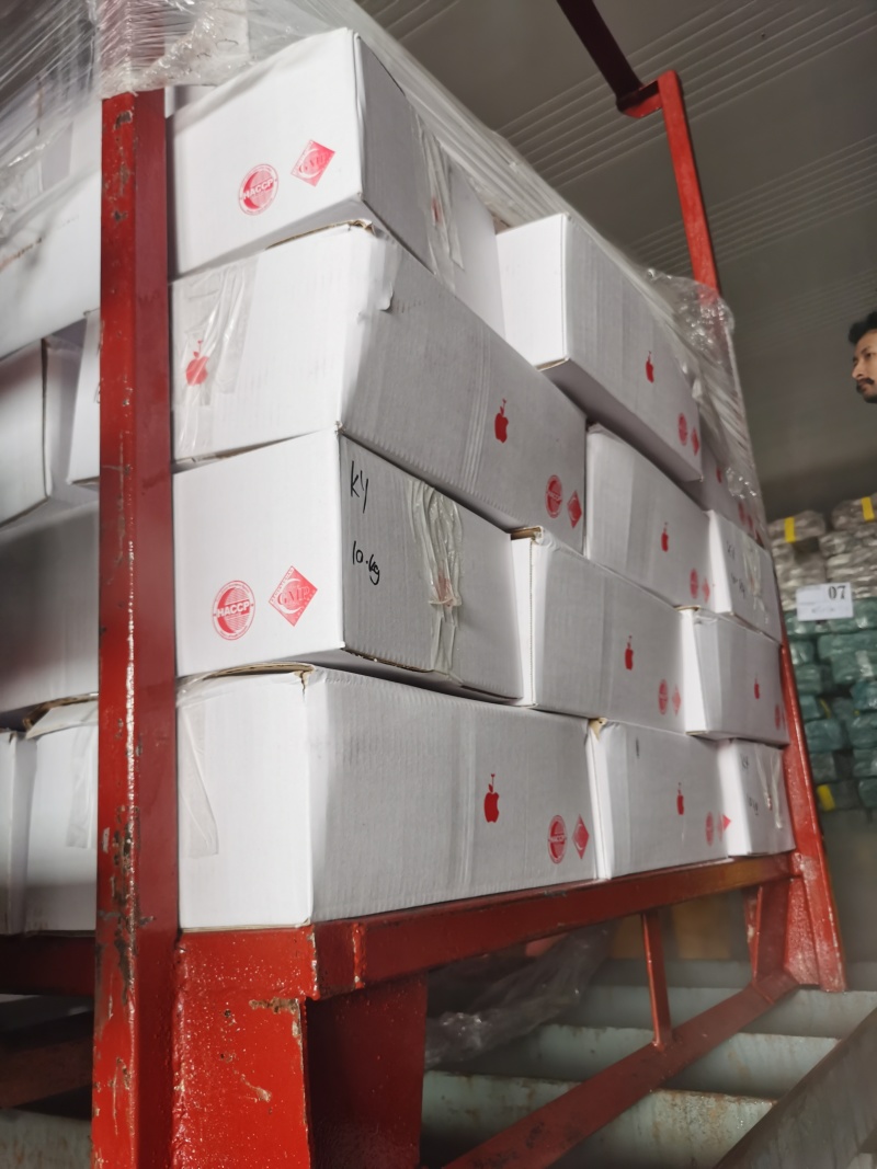 炮弹鱼饵料一手货源整柜出货厦门港现货直供