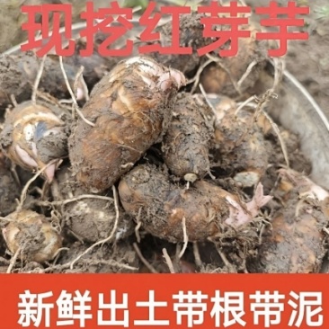 江西红芽芋芋头软糯香甜农家自种新鲜现挖价格优惠