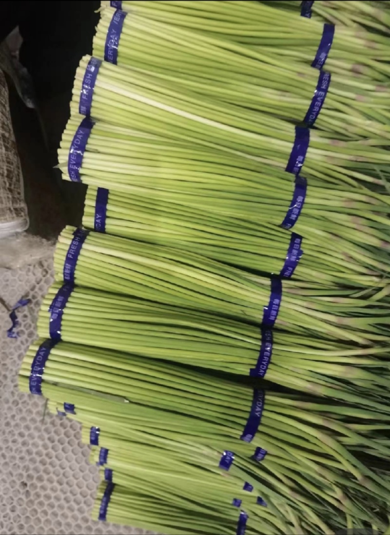 山东蒜薹可视频看货对接商超社区团购全国各大市场！