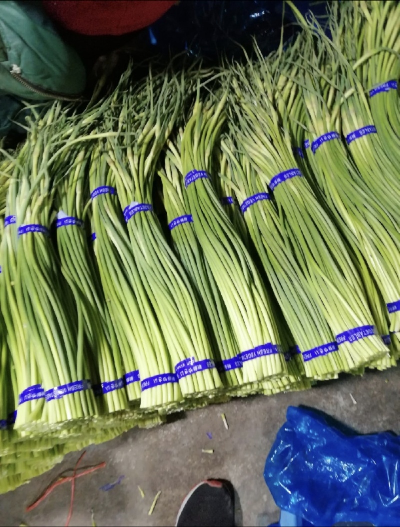 山东蒜薹可视频看货对接商超社区团购全国各大市场！