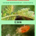棚喜保12%哒螨灵异丙威蔬菜黄瓜白粉虱蚜虫大棚农药烟熏剂