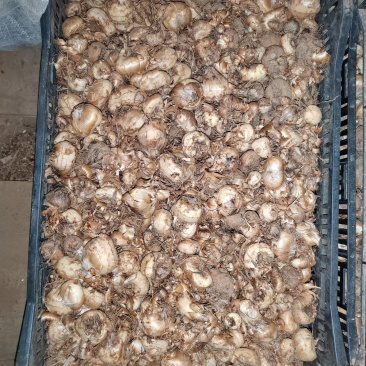 红色（火星花）火焰兰种球出售