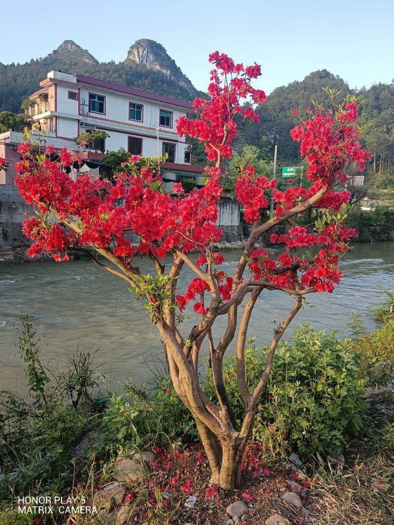 映山红