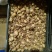 红色（火星花）火焰兰种球出售