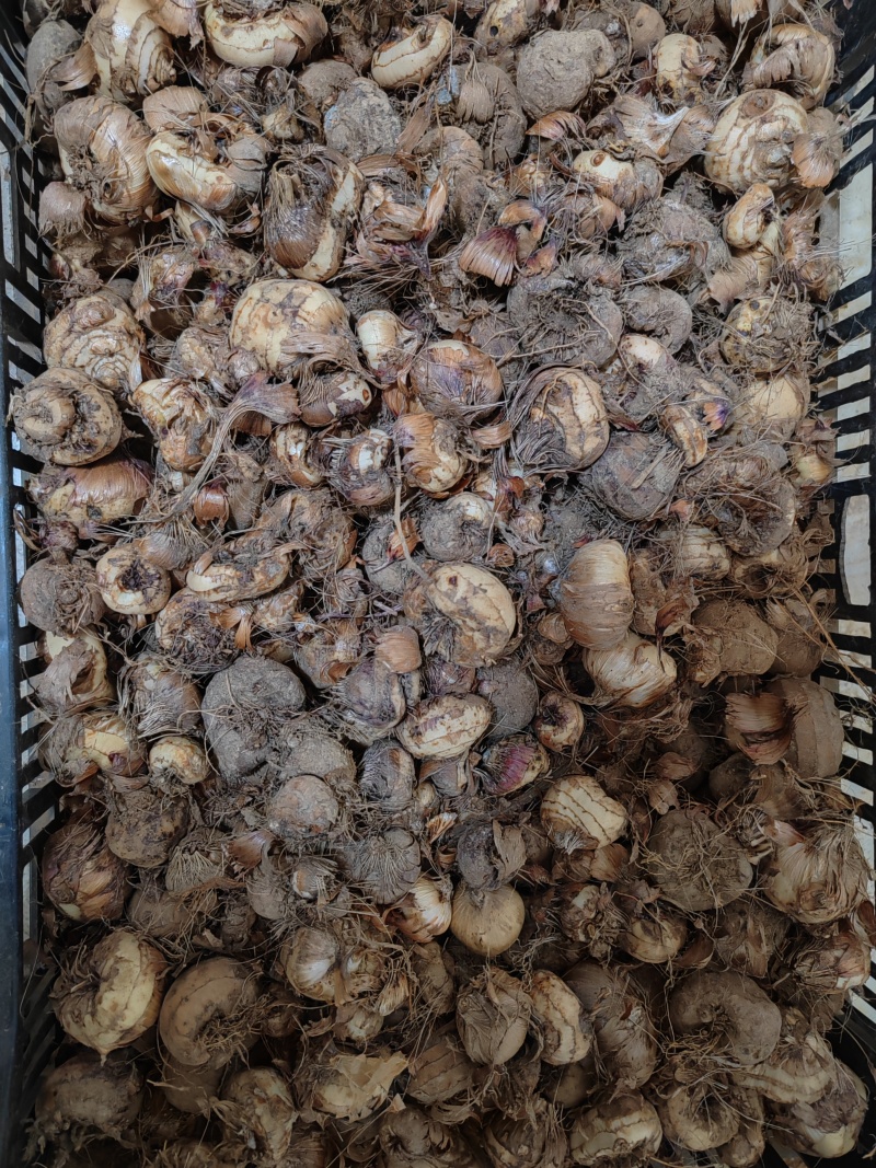 红色（火星花）火焰兰种球出售