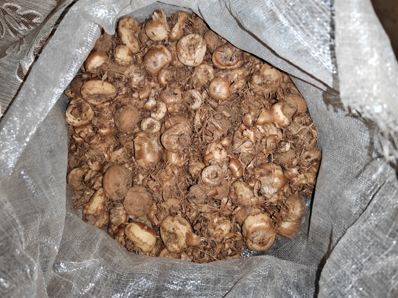 红色（火星花）火焰兰种球出售