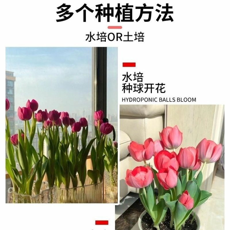 进口郁金香大种球四季水培土培耐寒花卉种子室内阳台水养土培