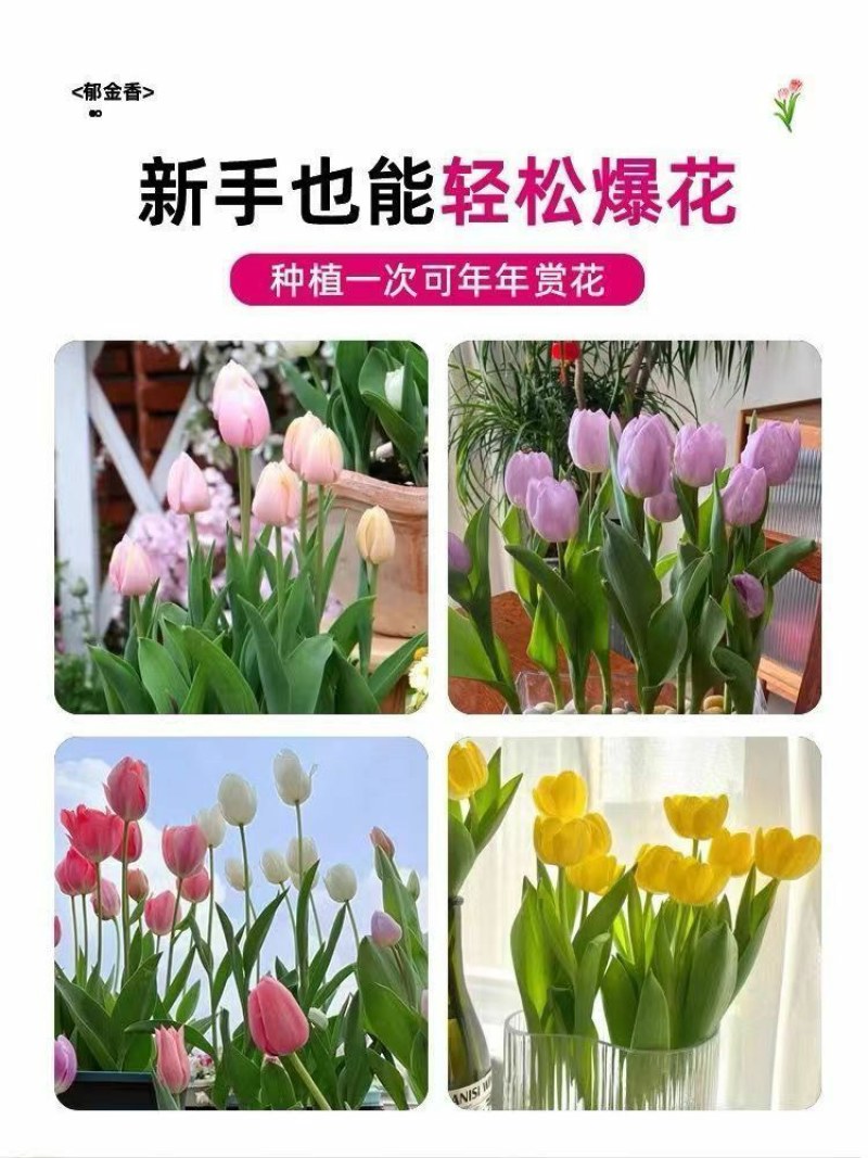 进口郁金香大种球四季水培土培耐寒花卉种子室内阳台水养土培