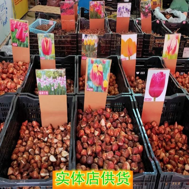 进口郁金香大种球四季水培土培耐寒花卉种子室内阳台水养土培
