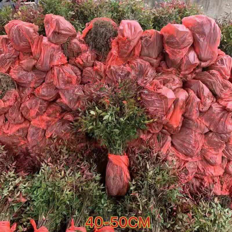 火焰南天竹红天竹树苗南北方地栽盆栽苗耐旱耐寒植物四季好养