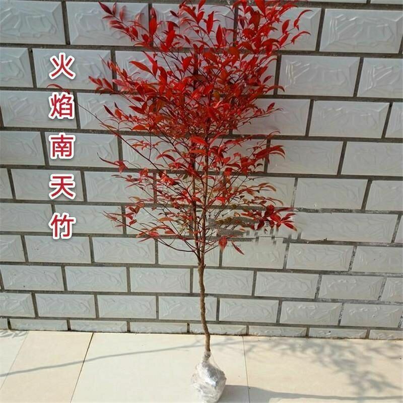 火焰南天竹红天竹树苗南北方地栽盆栽苗耐旱耐寒植物四季好养
