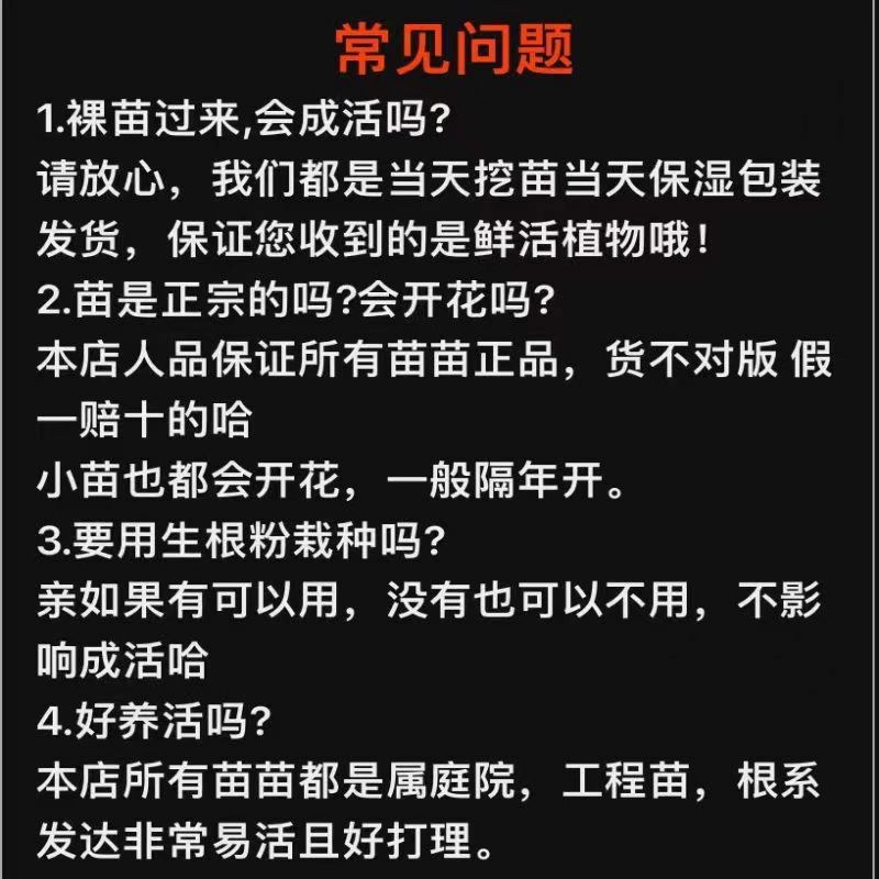 火焰南天竹红天竹树苗南北方地栽盆栽苗耐旱耐寒植物四季好养