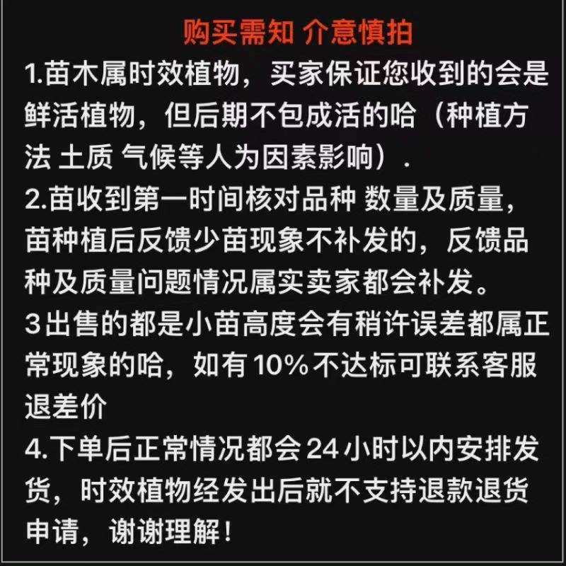 火焰南天竹红天竹树苗南北方地栽盆栽苗耐旱耐寒植物四季好养