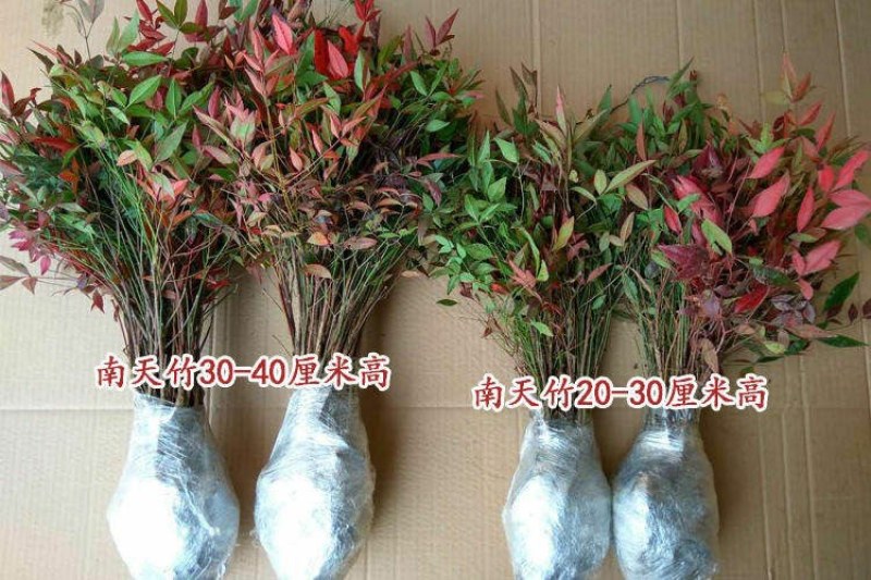 火焰南天竹红天竹树苗南北方地栽盆栽苗耐旱耐寒植物四季好养