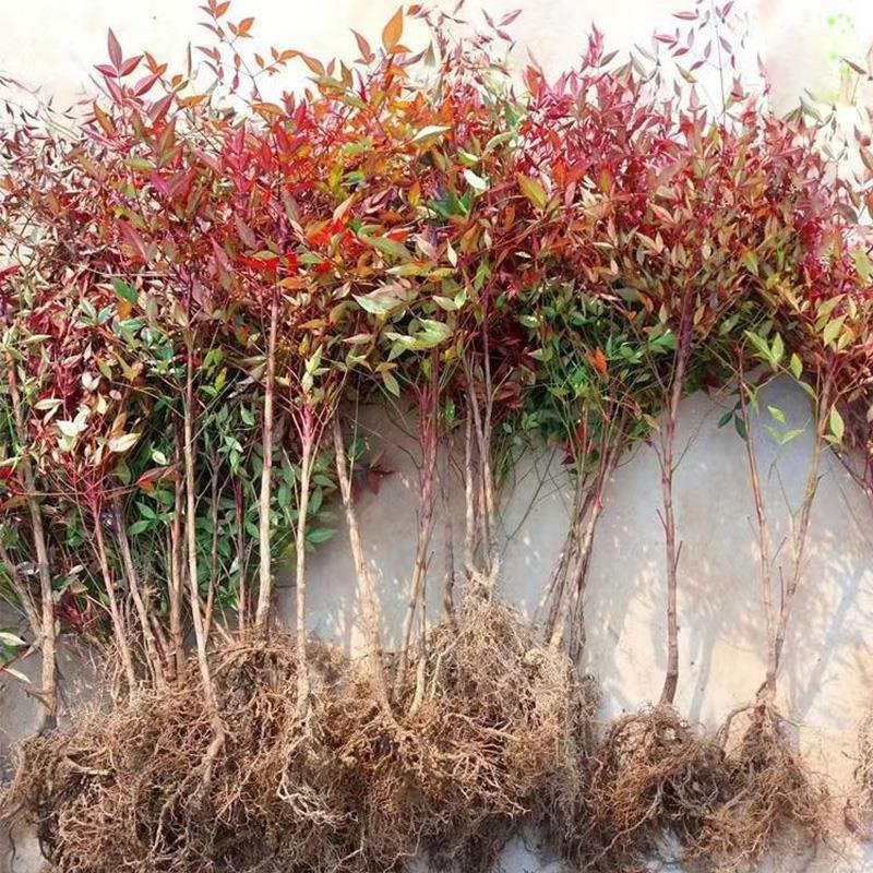 火焰南天竹红天竹树苗南北方地栽盆栽苗耐旱耐寒植物四季好养