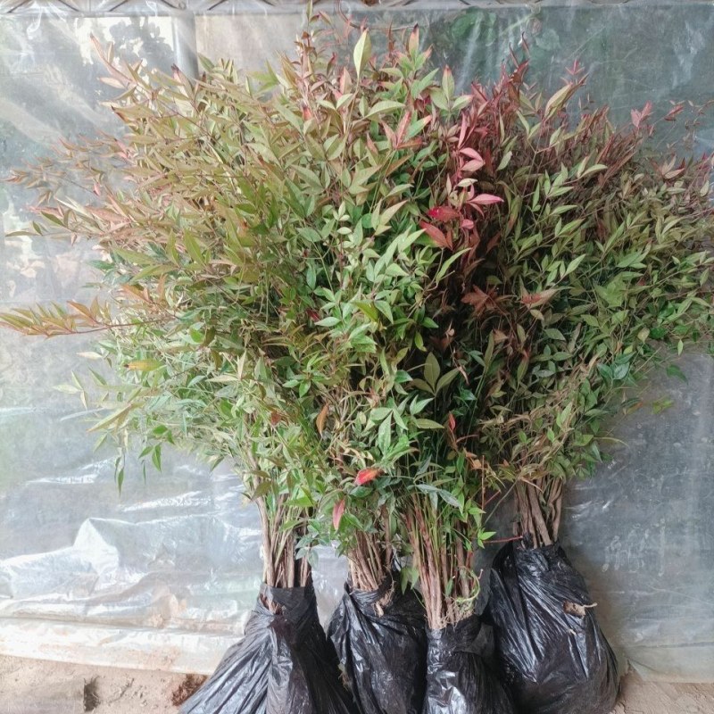 火焰南天竹红天竹树苗南北方地栽盆栽苗耐旱耐寒植物四季好养