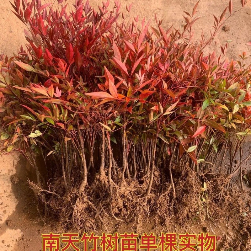 火焰南天竹红天竹树苗南北方地栽盆栽苗耐旱耐寒植物四季好养