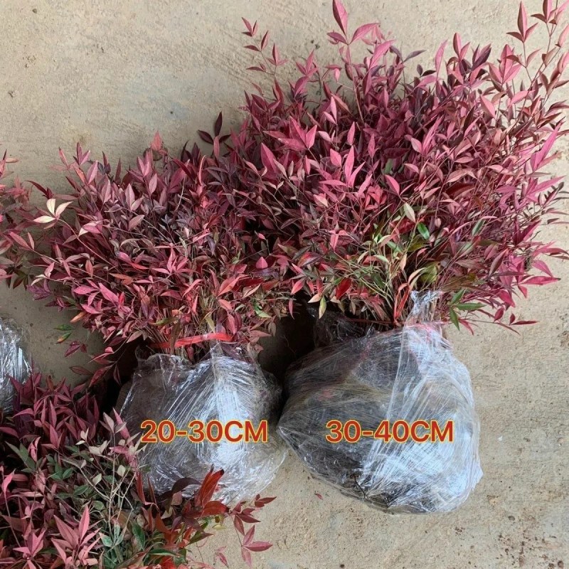 火焰南天竹红天竹树苗南北方地栽盆栽苗耐旱耐寒植物四季好养