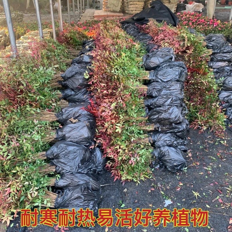 火焰南天竹红天竹树苗南北方地栽盆栽苗耐旱耐寒植物四季好养
