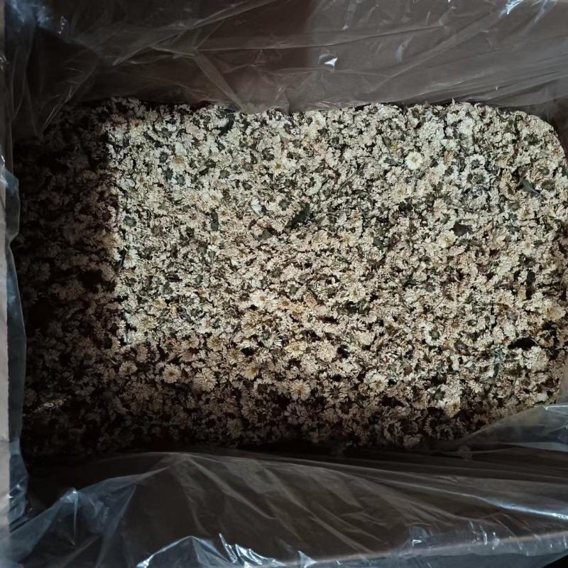 焦作怀庆府特产菊花可药用大量有货价格优惠量大从优