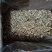 焦作怀庆府特产菊花可药用大量有货价格优惠量大从优