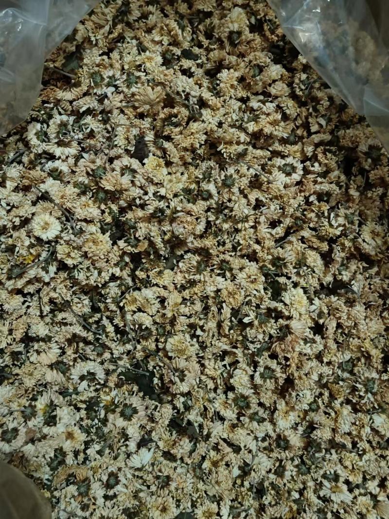 怀菊花零售批发都能走批发价更优口感好货精品优选