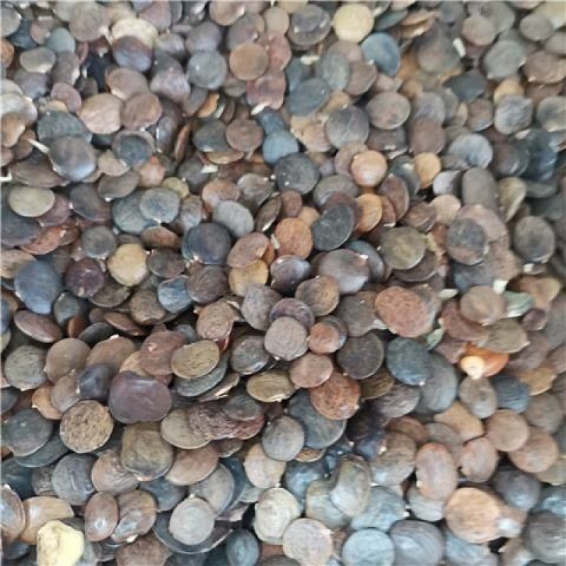 紫藤种子爬藤花卉植物紫藤花种籽室外庭院耐寒四季易活盆栽