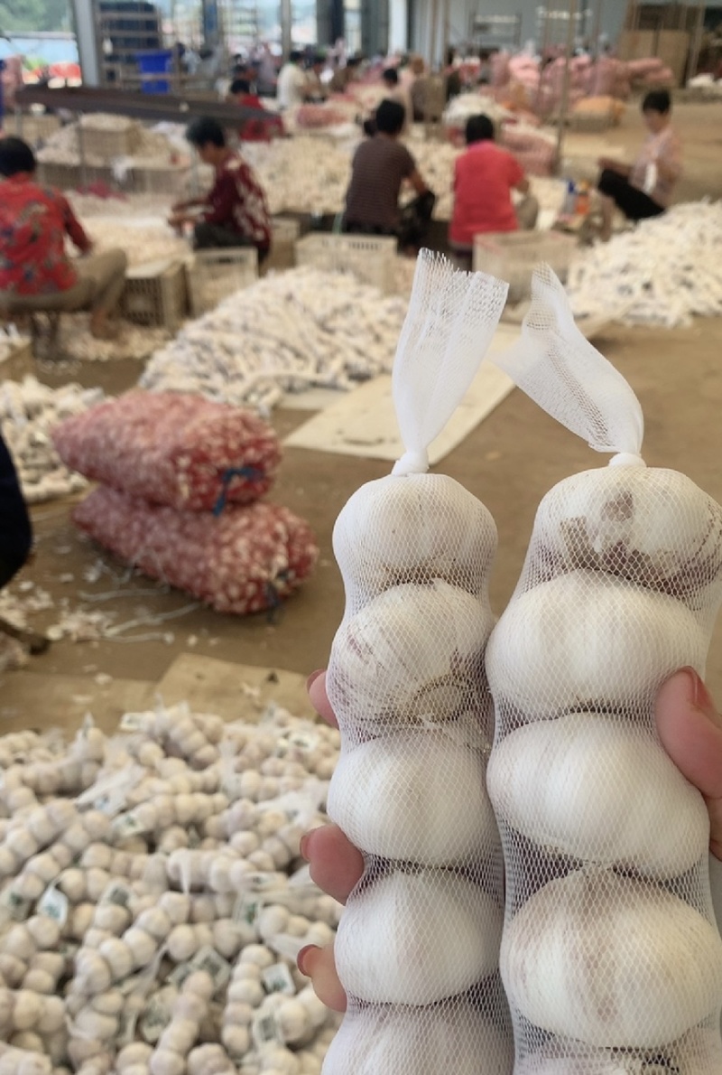 【商超市场工厂优选】大蒜新蒜老蒜紫皮蒜产地货源品质保证