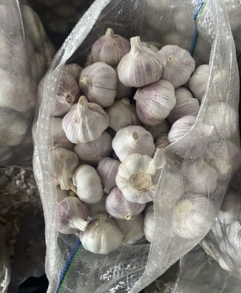 【商超市场工厂优选】大蒜新蒜老蒜紫皮蒜产地货源品质保证