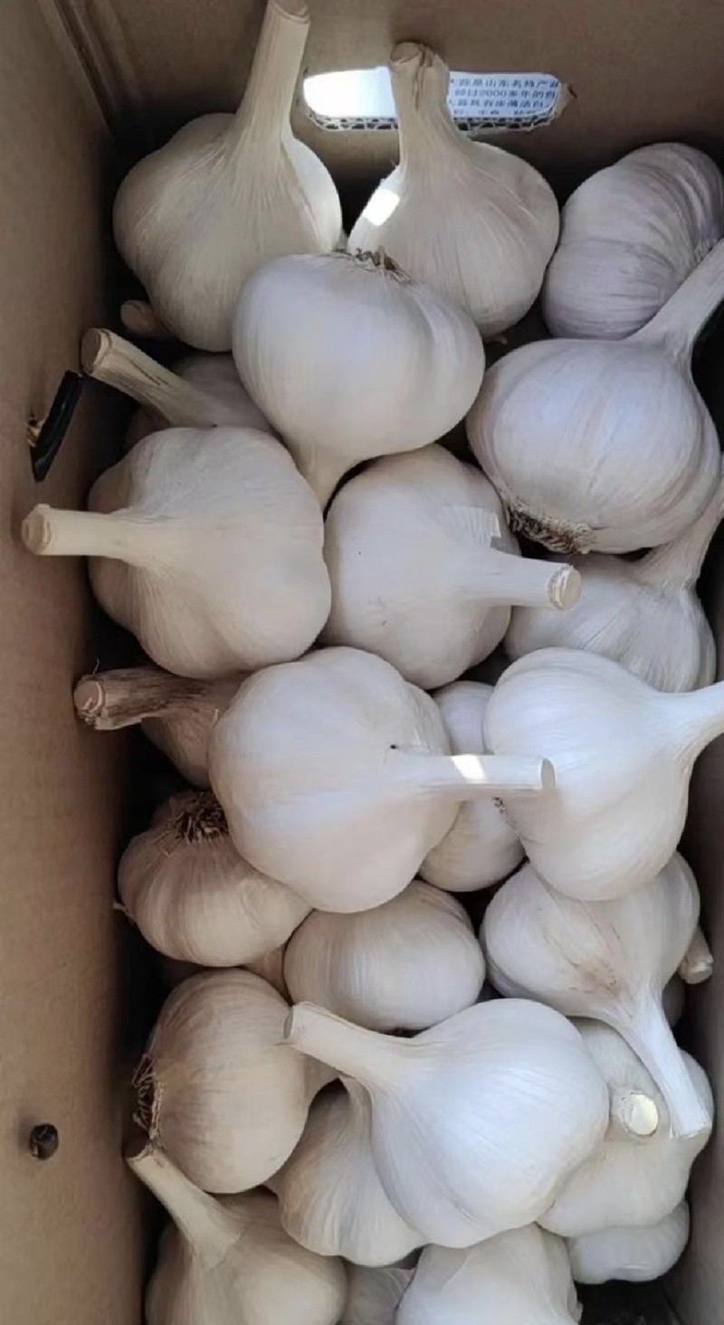 【商超市场工厂优选】大蒜新蒜老蒜紫皮蒜产地货源品质保证