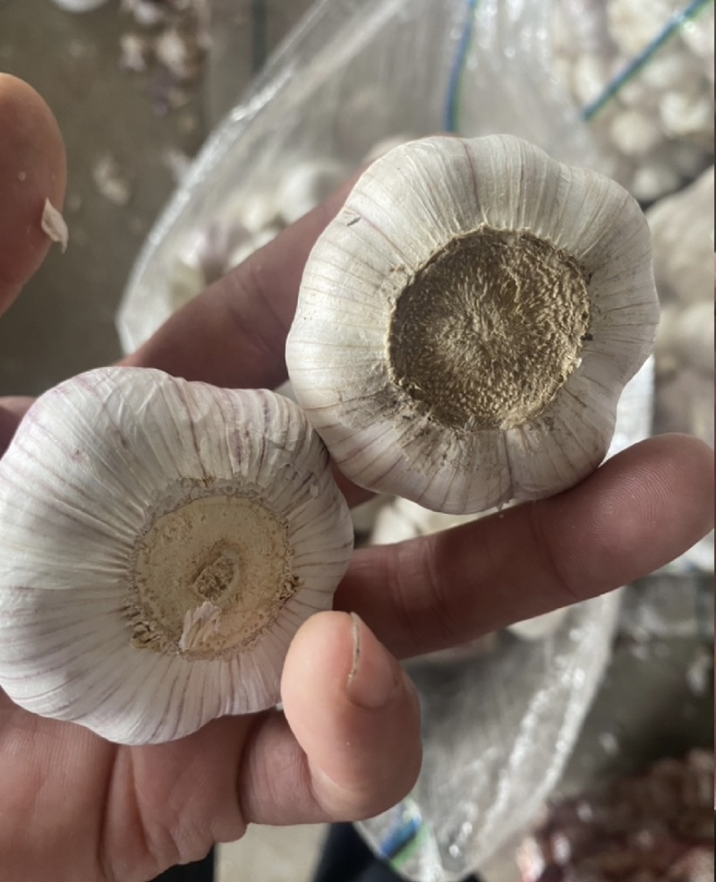 【商超市场工厂优选】大蒜新蒜老蒜紫皮蒜产地货源品质保证