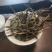 邦东春夏秋茶晒青烤红货源充足有需要的老板请联系我