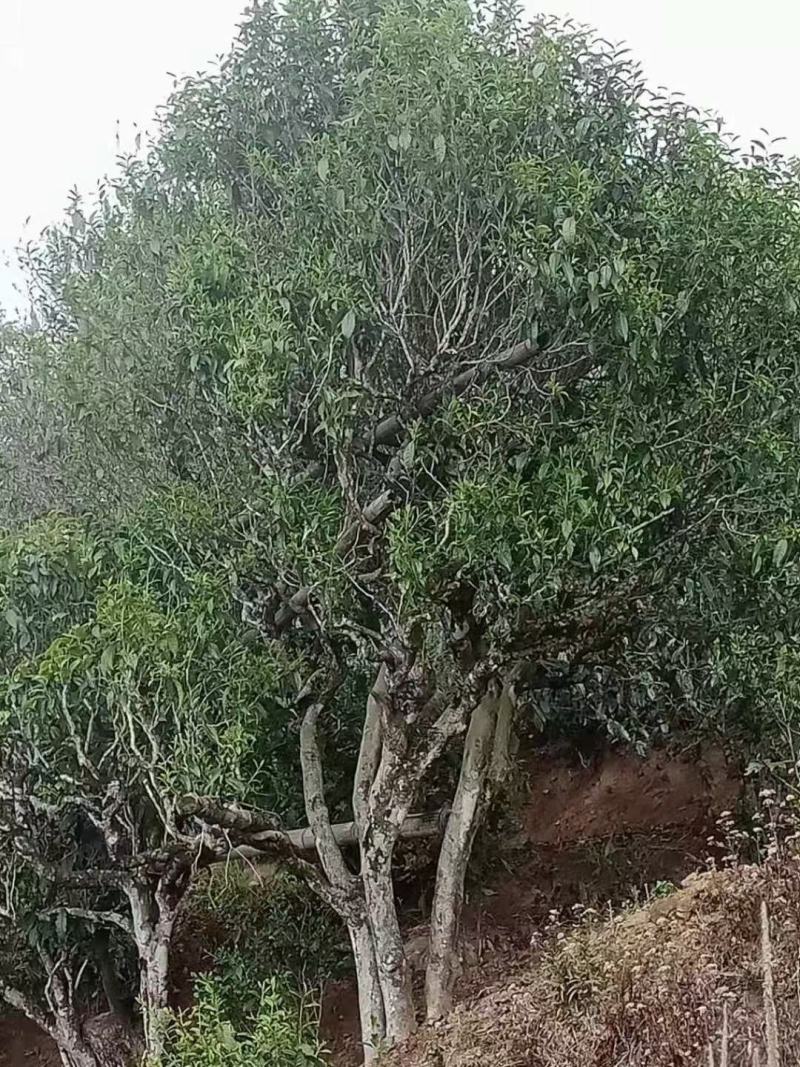 邦东春夏秋茶晒青烤红货源充足有需要的老板请联系我