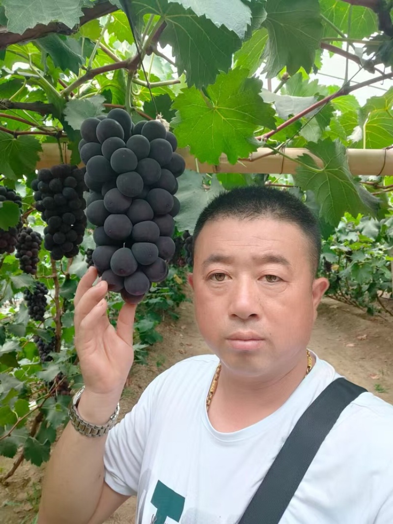 【牛商实力推荐】巨峰葡萄产地直供对接批发商
