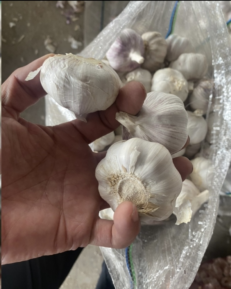 【商超电商市场优选】大蒜紫皮蒜产地精品货源可加工