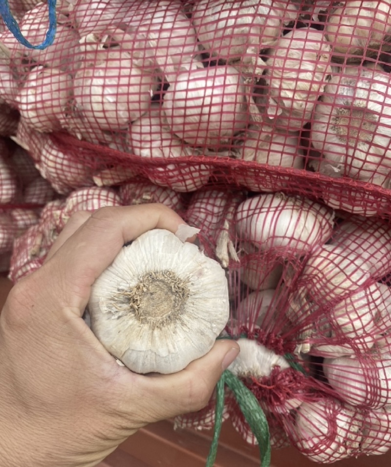 【商超电商市场优选】大蒜紫皮蒜产地精品货源可加工