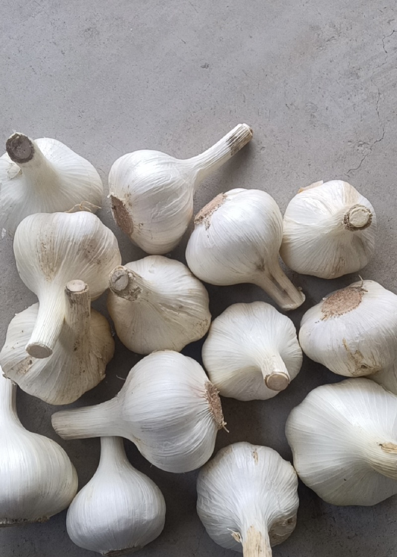 【商超电商市场优选】大蒜紫皮蒜产地精品货源可加工