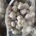 【商超电商市场优选】大蒜紫皮蒜产地精品货源可加工