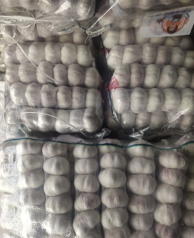 【商超电商市场优选】大蒜紫皮蒜产地精品货源可加工