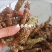 夏枯球，精选，手捡货，规格齐全关书药材桟品质保证！