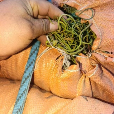 化石草