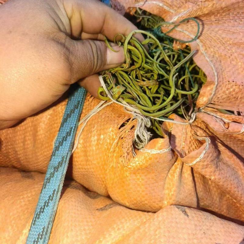 化石草