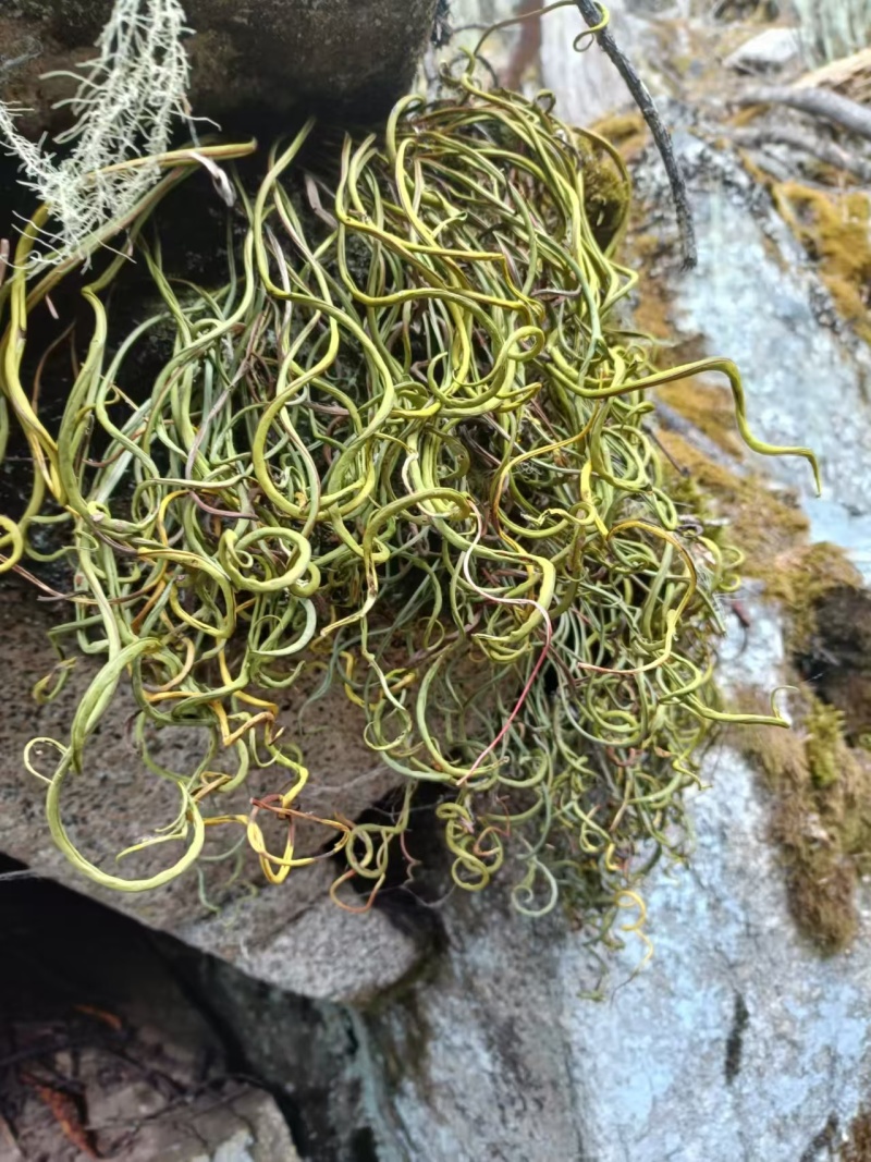 化石草