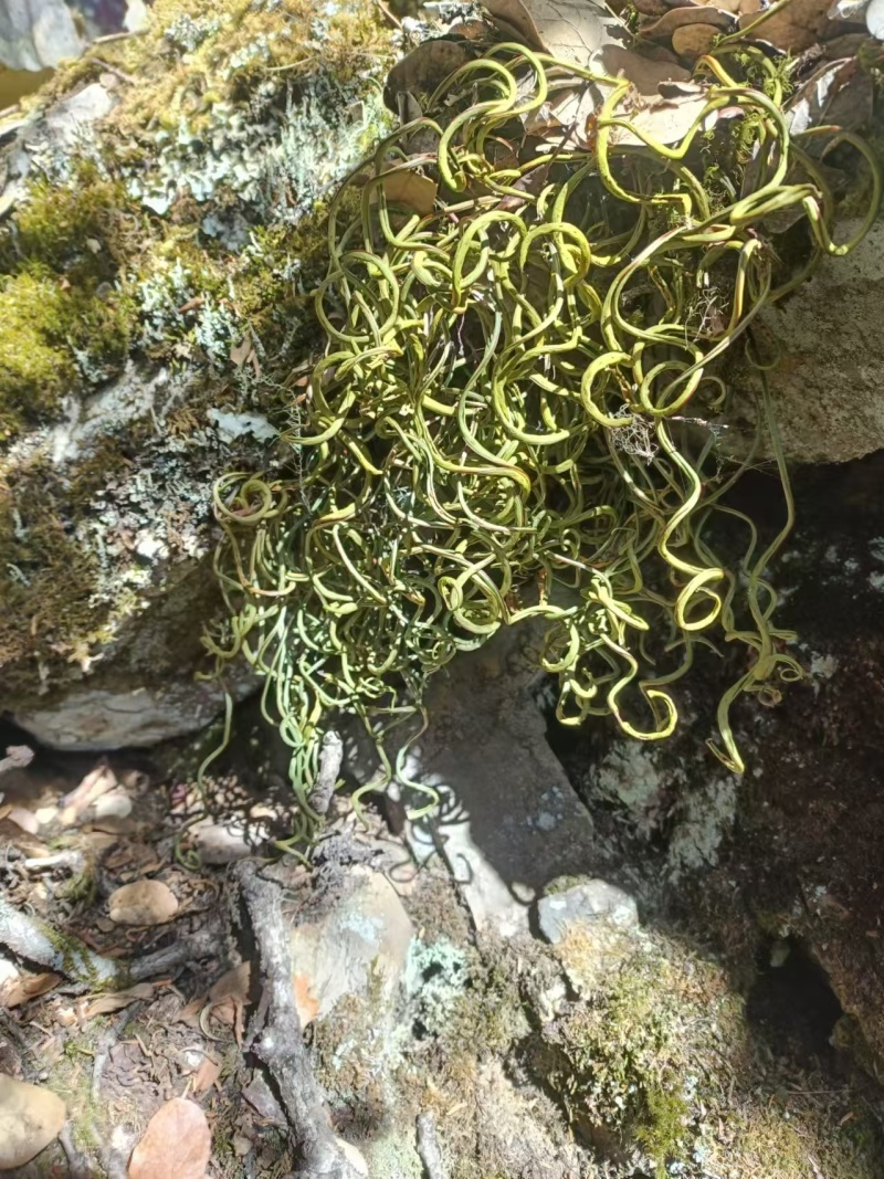 化石草